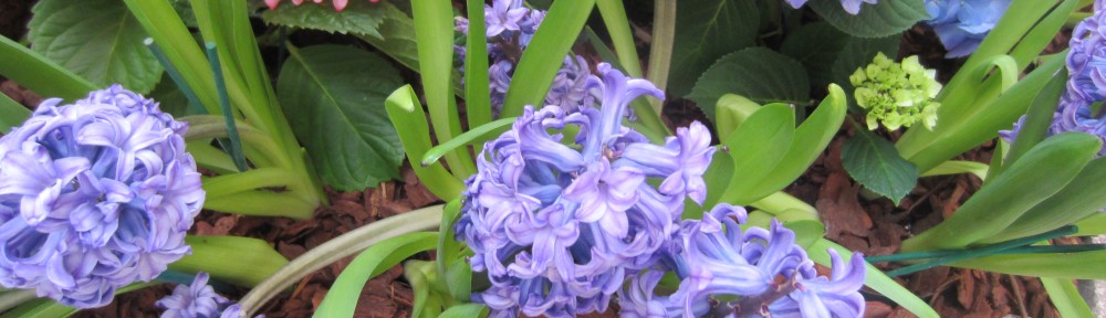 hyacinths to feed the soul